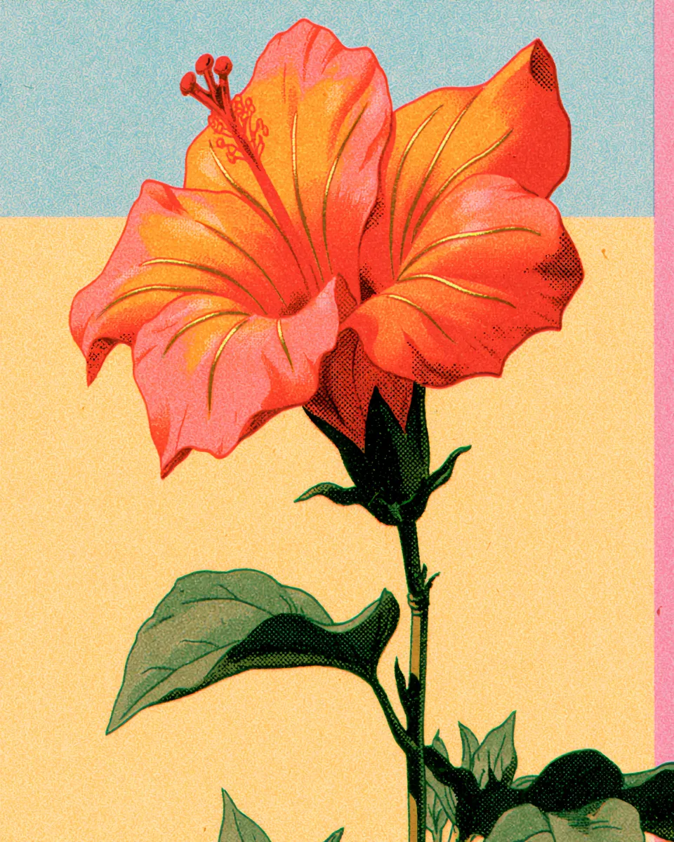 Hibiscus, the flower behind zobo and sorrel