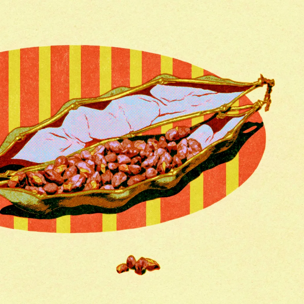 An open locust bean pod
